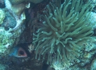 gal/CuracaoFeb09/_thb_Anemone_Squirrelfish.jpg