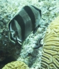 gal/CuracaoFeb09/_thb_BandedButterflyfish.jpg