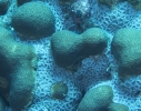 gal/CuracaoFeb09/_thb_Coral_Plus_1.jpg