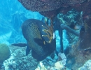 gal/CuracaoFeb09/_thb_FrenchAngelfish.jpg