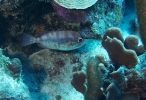 gal/CuracaoFeb09/_thb_GlasseyeSnapper_1.jpg