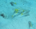 gal/CuracaoFeb09/_thb_Goatfish_Feast.jpg