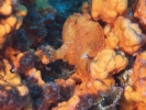 gal/CuracaoFeb09/_thb_OcellatedFrogfish_2.jpg