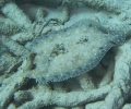 gal/CuracaoFeb09/_thb_PeacockFlounder.jpg