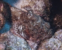 gal/CuracaoFeb09/_thb_Scorpionfish_1.jpg