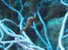 gal/CuracaoFeb09/_thb_Seahorse_3.jpg