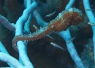 gal/CuracaoFeb09/_thb_Seahorse_5.jpg