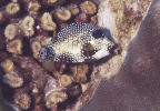 gal/CuracaoFeb09/_thb_SmoothTrunkfish.jpg