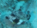 gal/CuracaoFeb09/_thb_SmoothTrunkfish_2.jpg