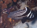 gal/CuracaoFeb09/_thb_SpottedDrum_2.jpg