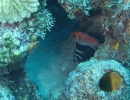 gal/CuracaoFeb09/_thb_SpottedDrum_BarredSoldierfish_1.jpg