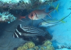 gal/CuracaoFeb09/_thb_SpottedDrum_BarredSoldierfish_2.jpg