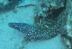 gal/CuracaoFeb09/_thb_SpottedMorayEel_2.jpg
