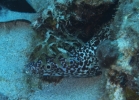 gal/CuracaoFeb09/_thb_SpottedMorayEel_3.jpg