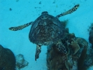 gal/CuracaoFeb09/_thb_Turtle_1.jpg