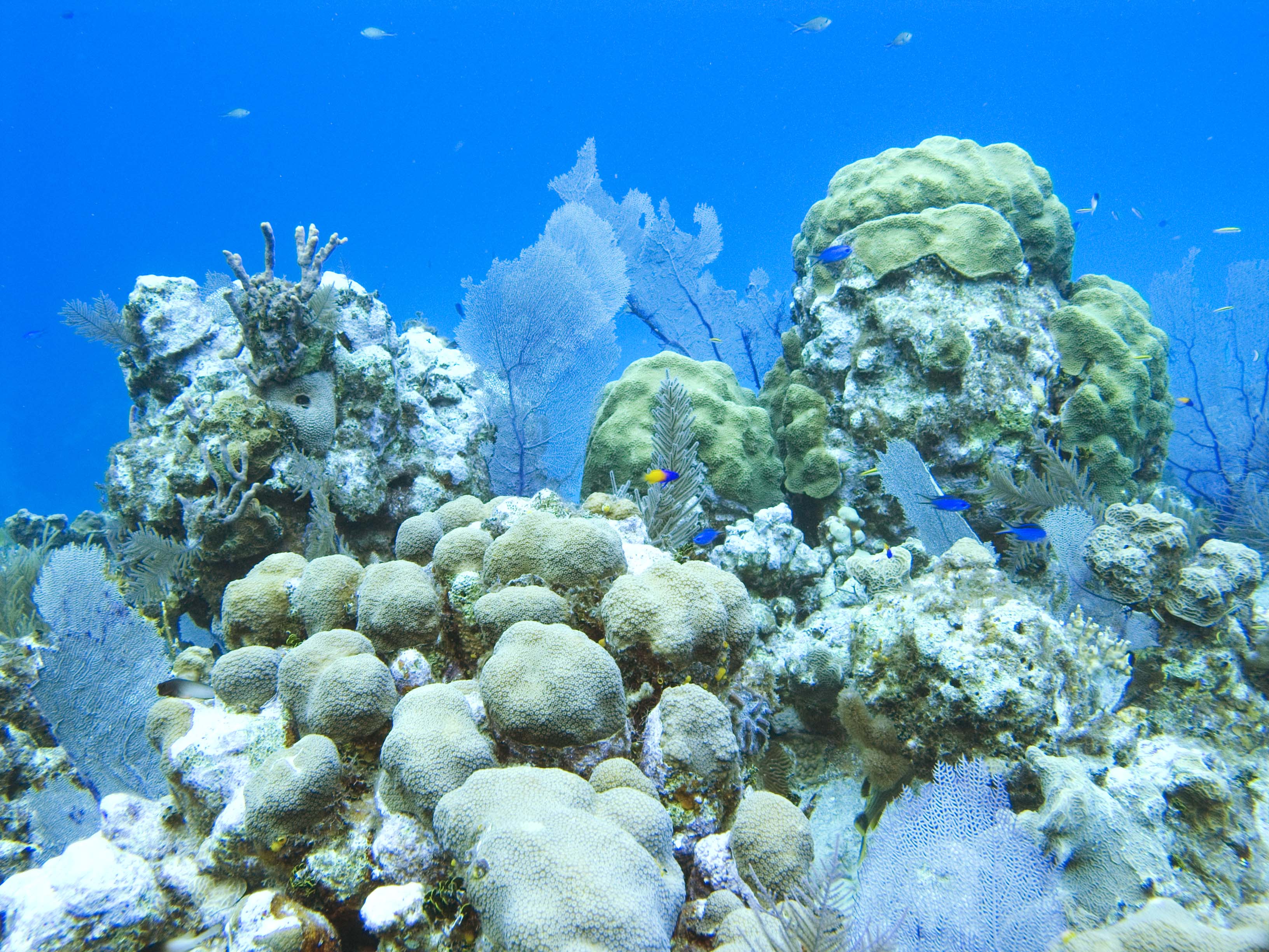 gal/LittleCayman07_1/CoralGarden.jpg