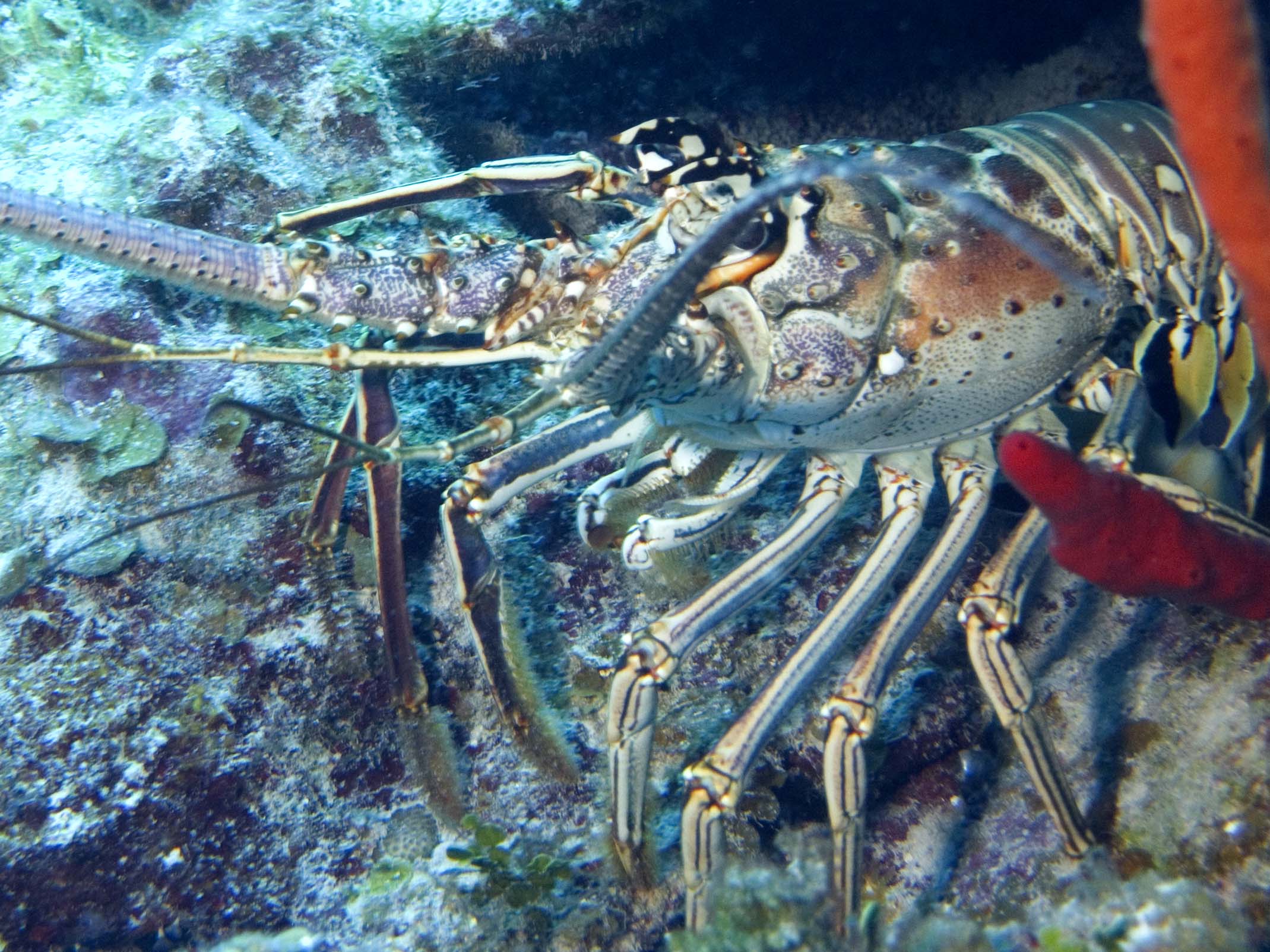 gal/LittleCayman07_1/Lobster2b.jpg