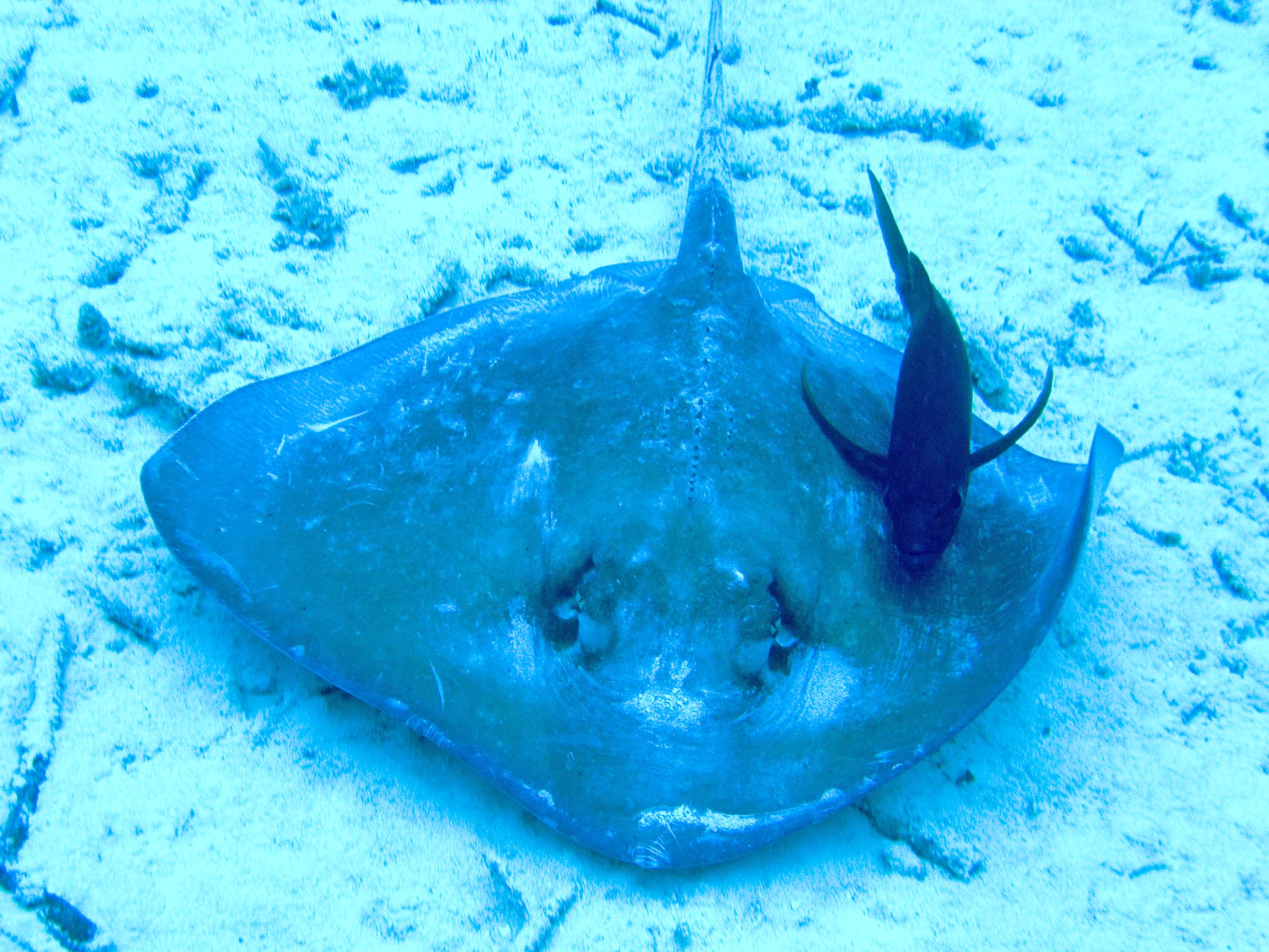 gal/LittleCayman07_1/StingrayBarJack4.jpg