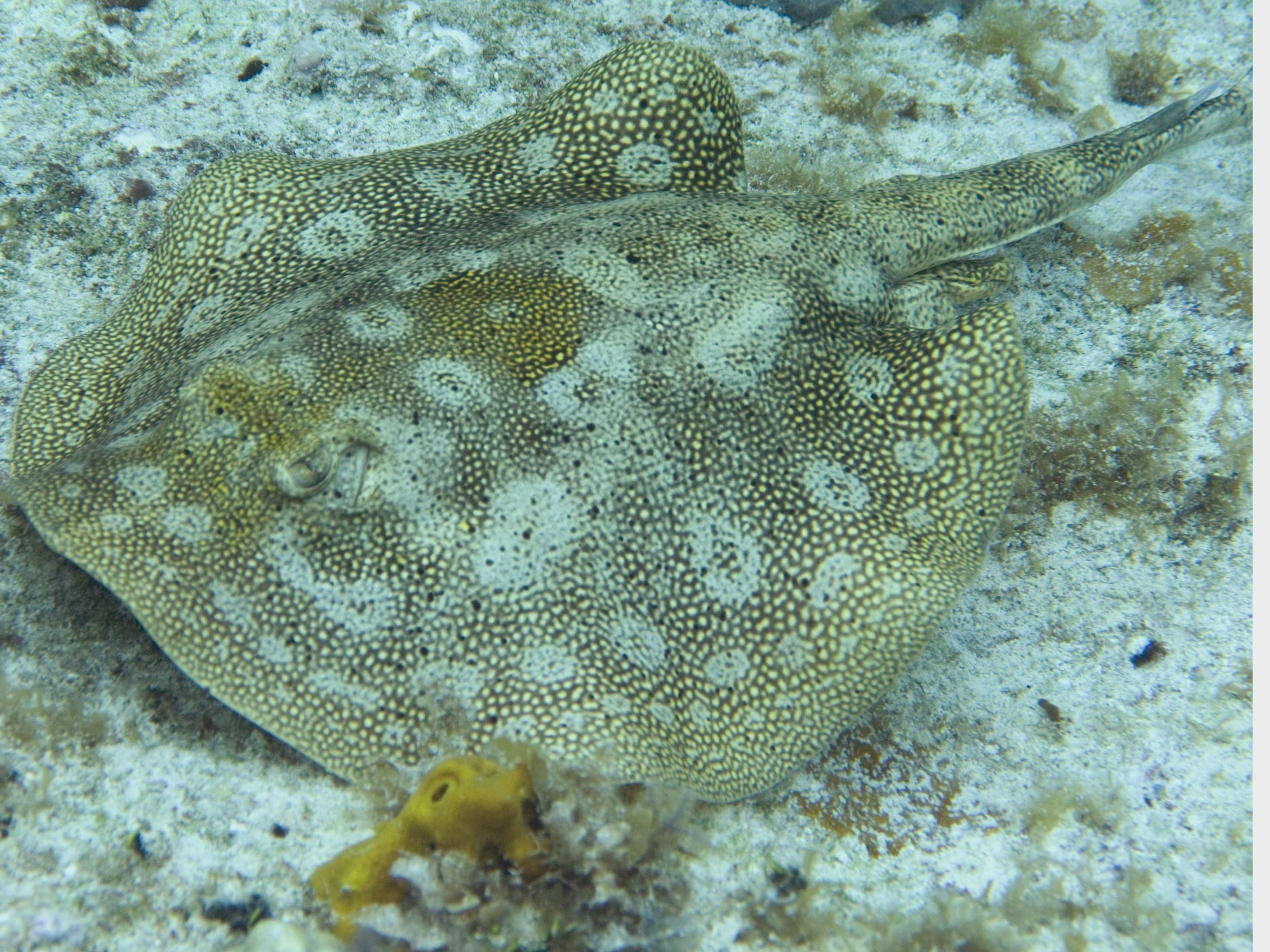 gal/LittleCayman07_1/YellowStingRay.jpg