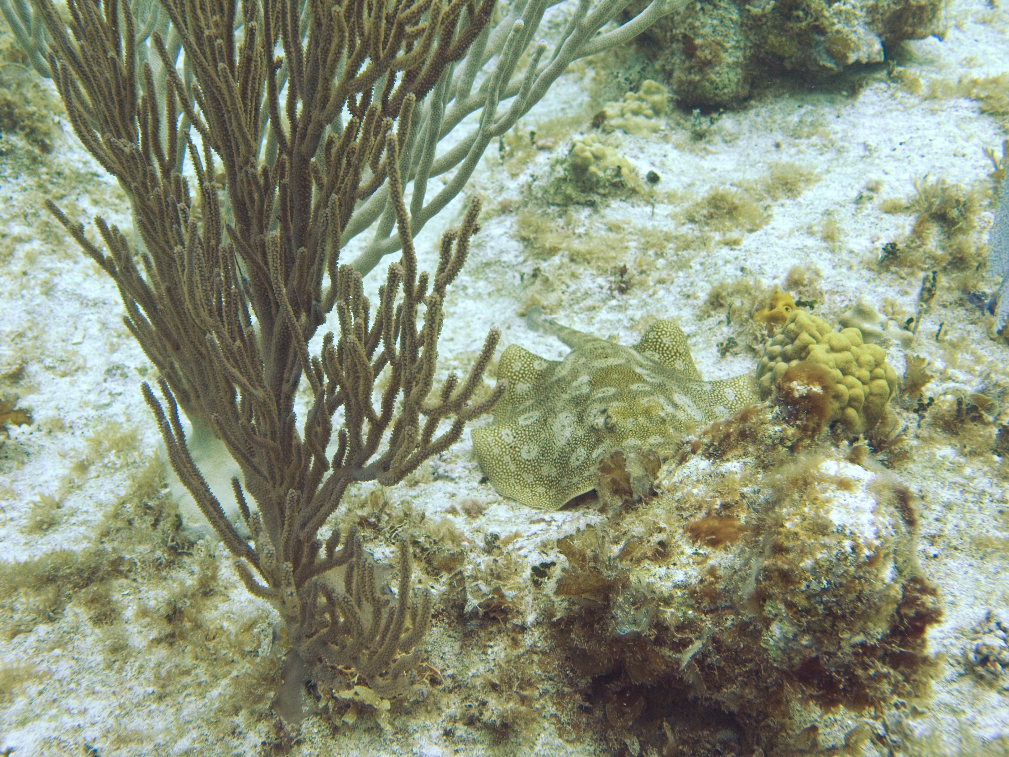 gal/LittleCayman07_1/YellowStingRay3.jpg