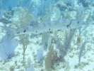 gal/LittleCayman07_1/_thb_Barracuda1.jpg
