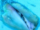 gal/LittleCayman07_1/_thb_Conch1.jpg