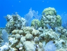 gal/LittleCayman07_1/_thb_CoralGarden.jpg