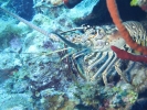 gal/LittleCayman07_1/_thb_Lobster1.jpg