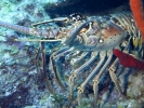 gal/LittleCayman07_1/_thb_Lobster2b.jpg