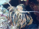 gal/LittleCayman07_1/_thb_Lobster3.jpg