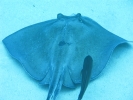 gal/LittleCayman07_1/_thb_StingrayBarJack3.jpg