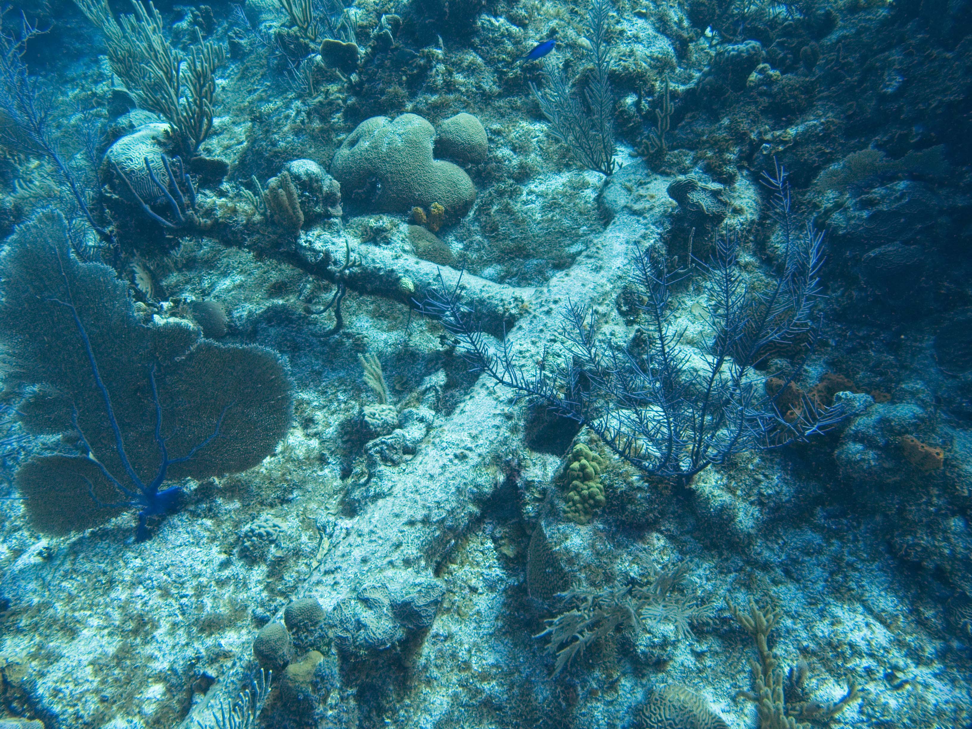 gal/LittleCayman07_2/Anchor1.jpg