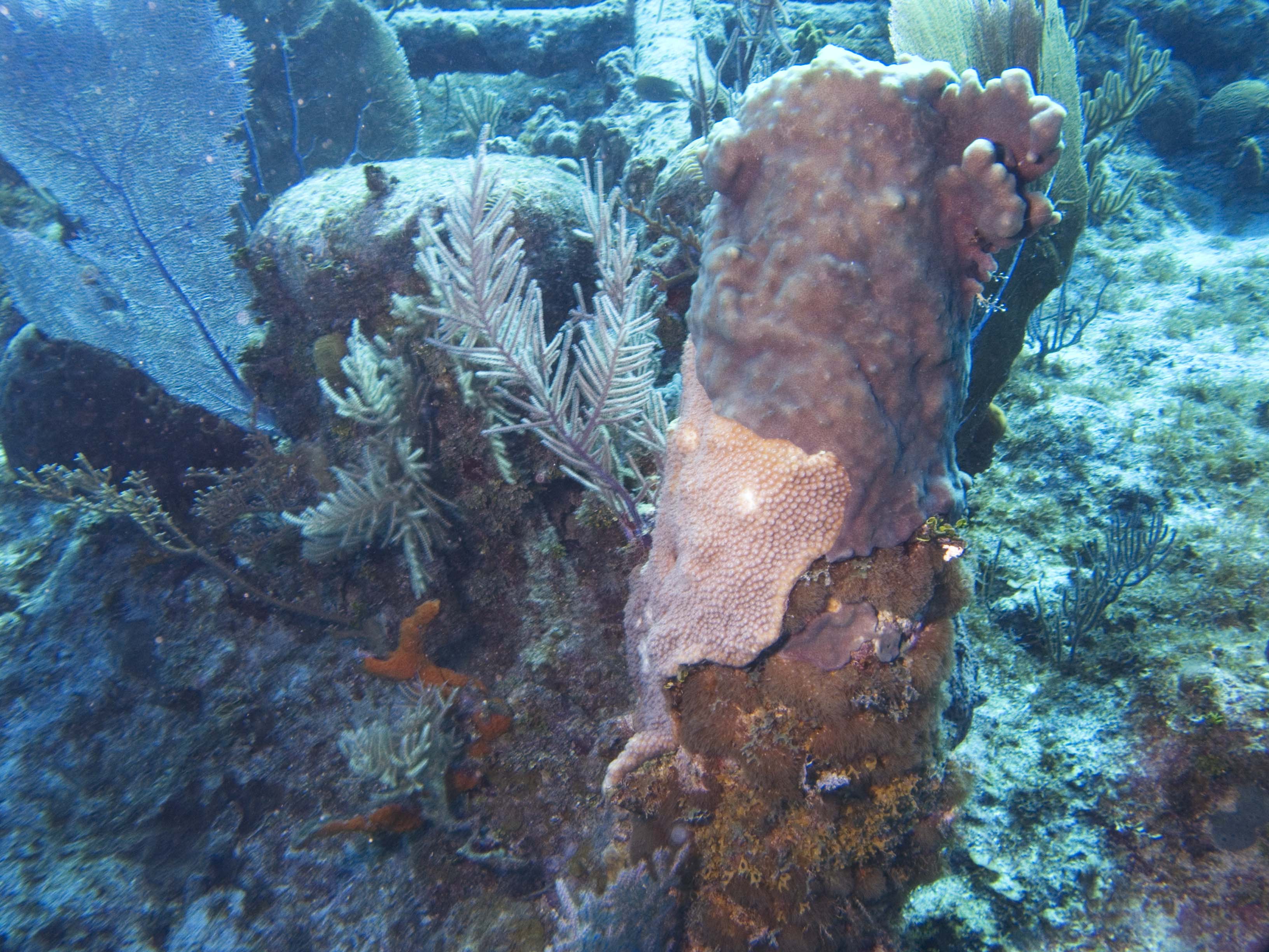 gal/LittleCayman07_2/Anchor2.jpg
