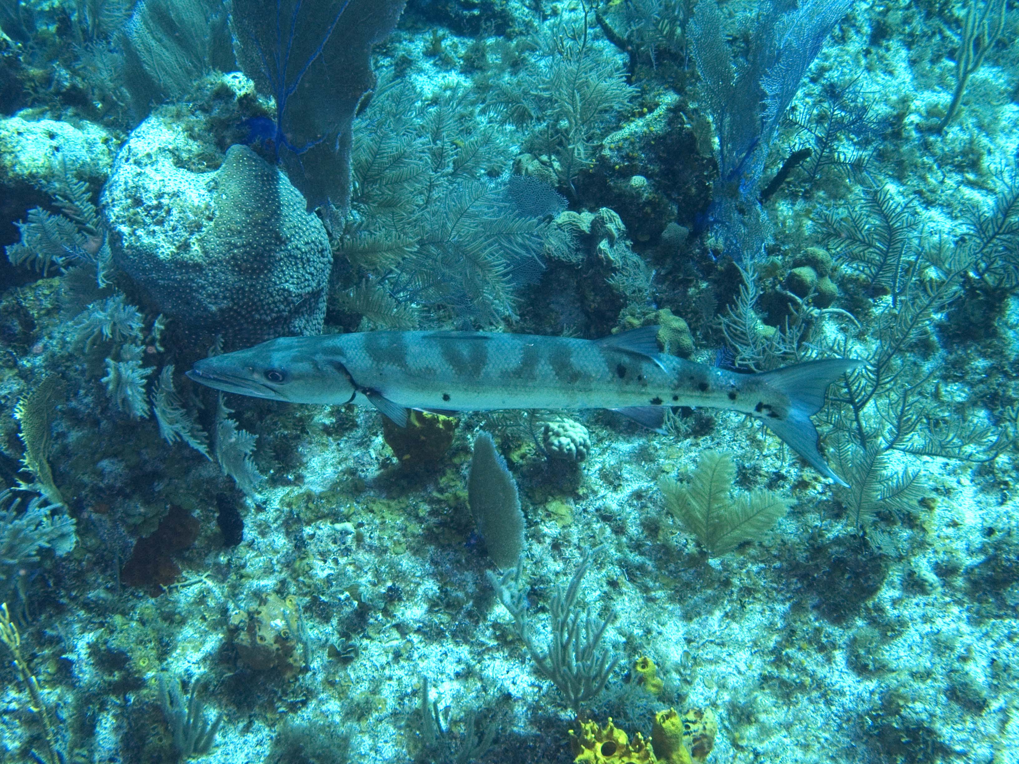 gal/LittleCayman07_2/Barracuda.jpg