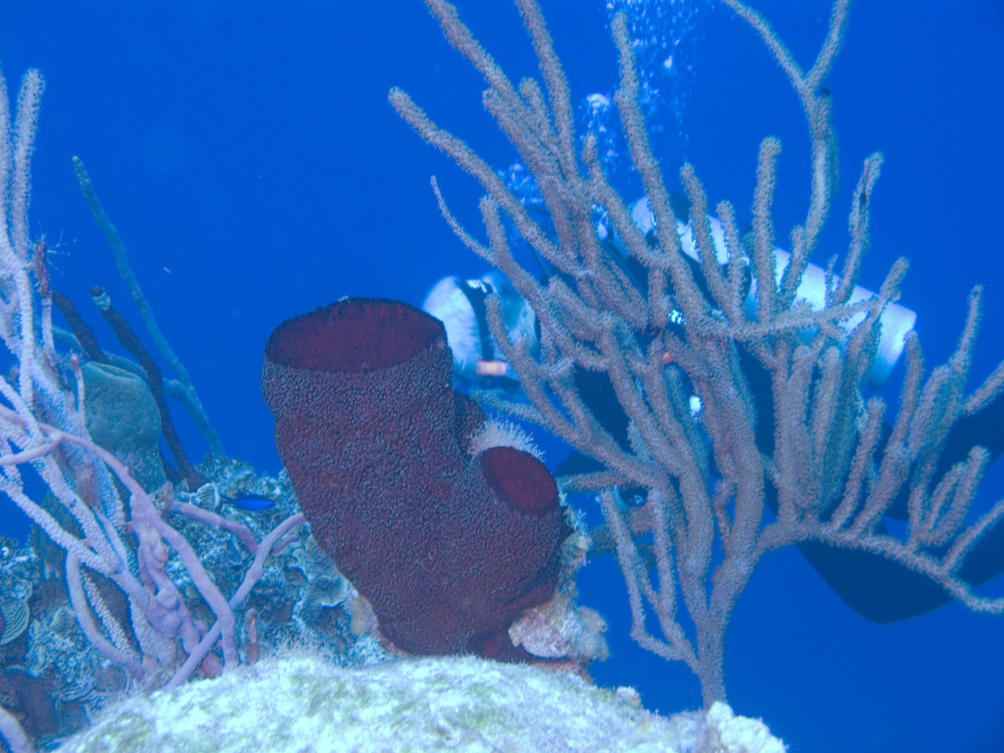 gal/LittleCayman07_2/BarrelSponge2.jpg