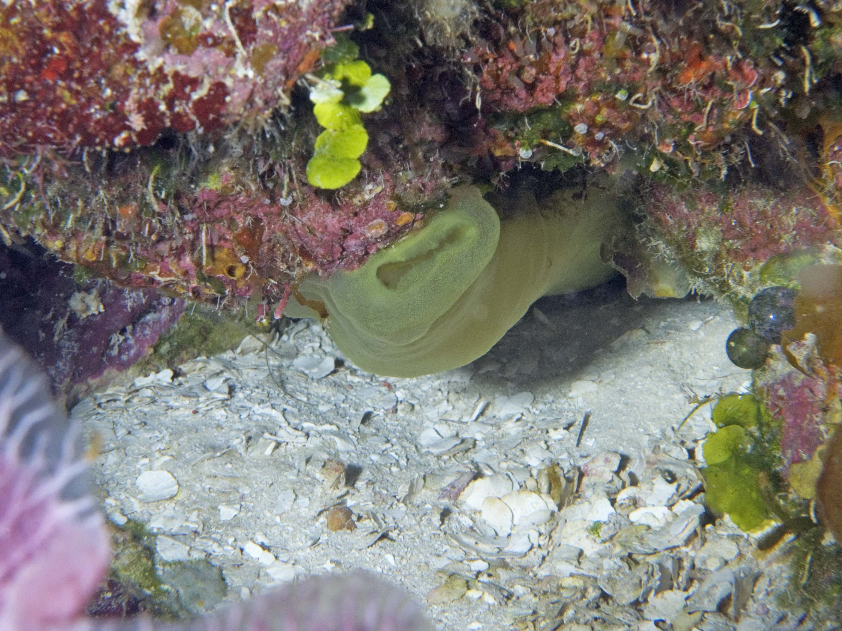gal/LittleCayman07_2/GreenTubeTunicate.jpg