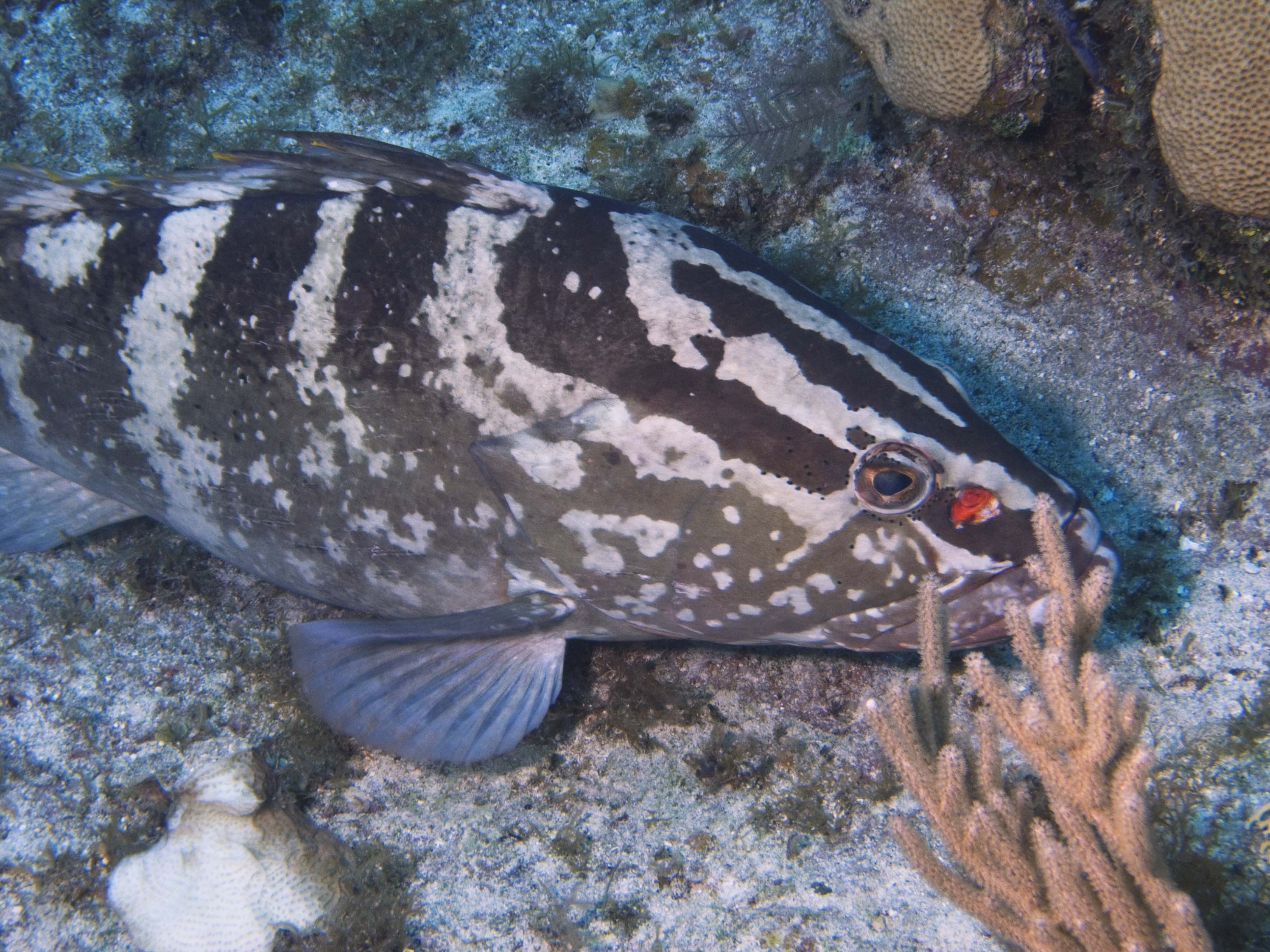 gal/LittleCayman07_2/Grouper1.jpg