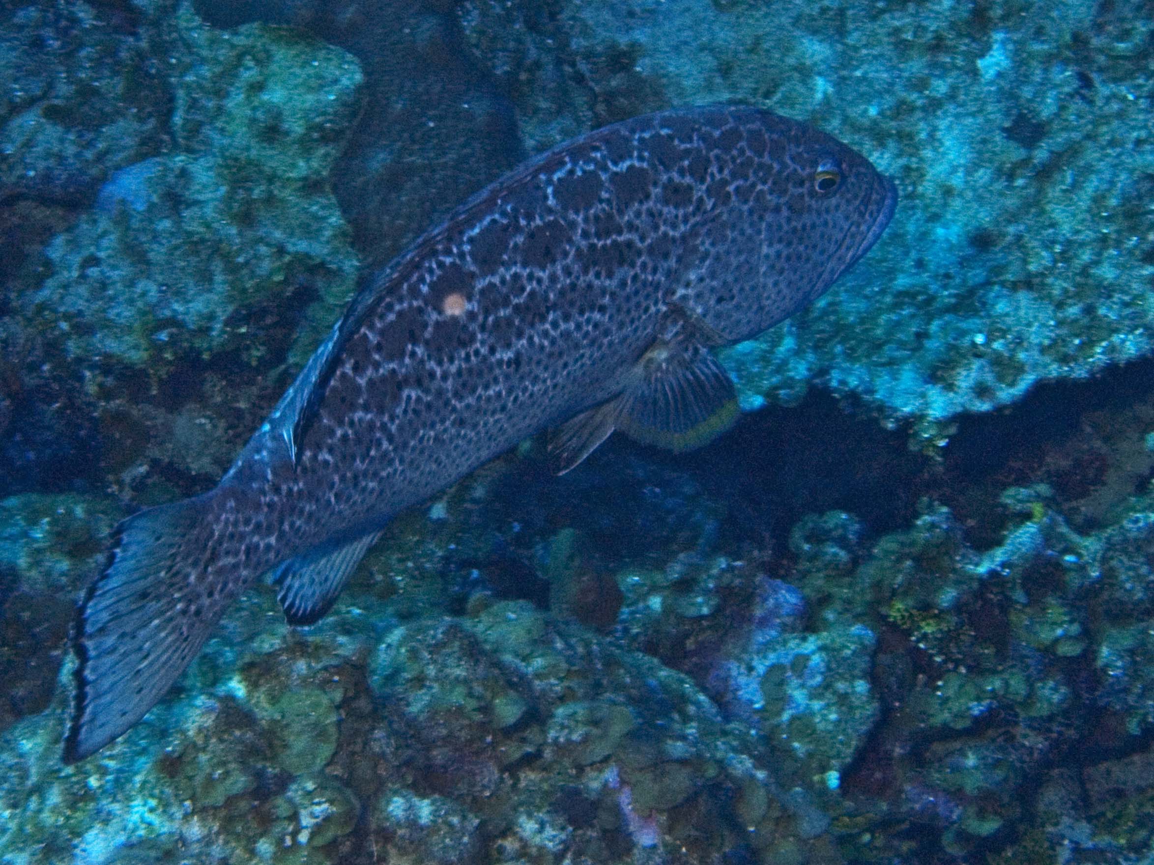 gal/LittleCayman07_2/Grouper2.jpg