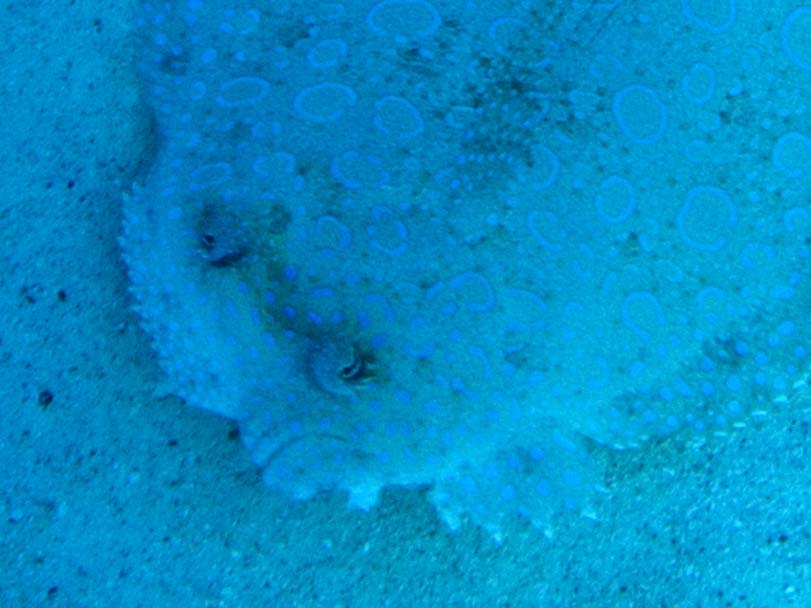 gal/LittleCayman07_2/PeacockFlounderFace.jpg