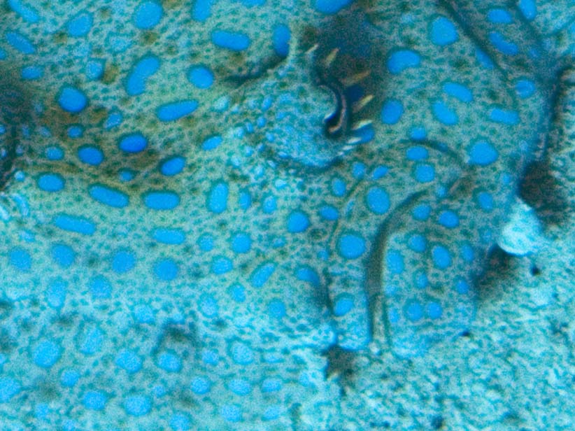 gal/LittleCayman07_2/PeacockFlounderFace3.jpg