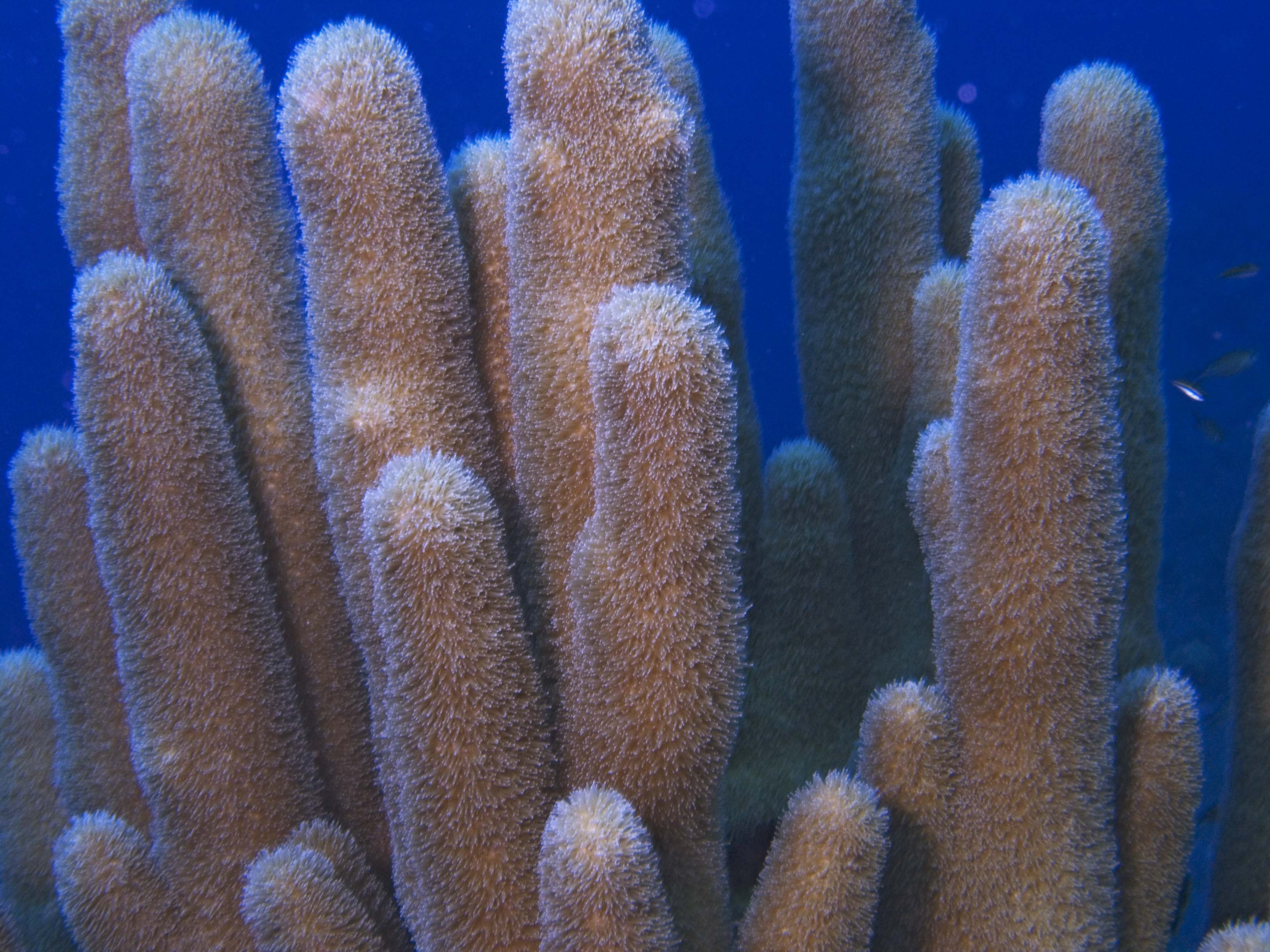 gal/LittleCayman07_2/PillarCoral.jpg
