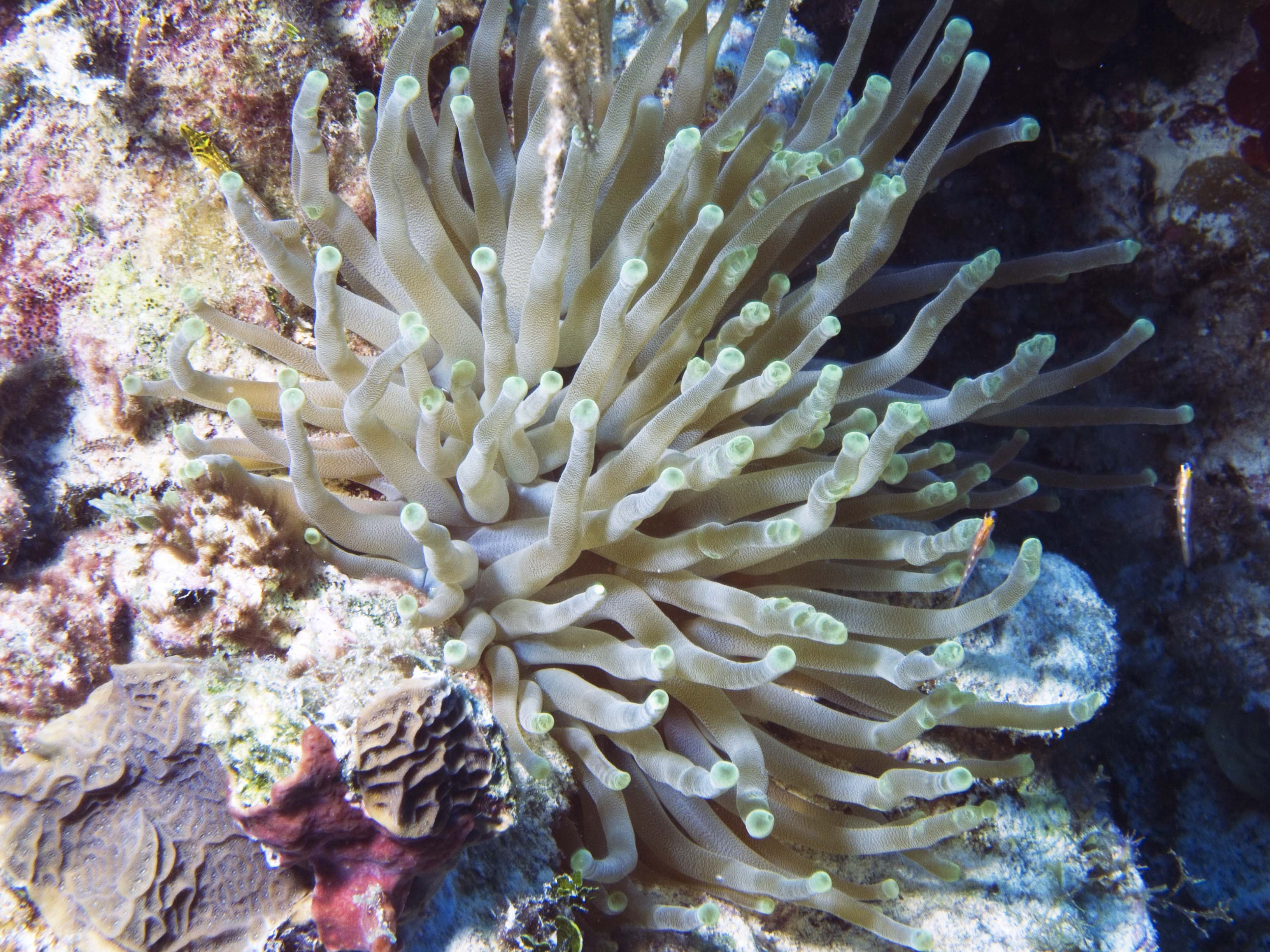 gal/LittleCayman07_2/SeaAnemone.jpg