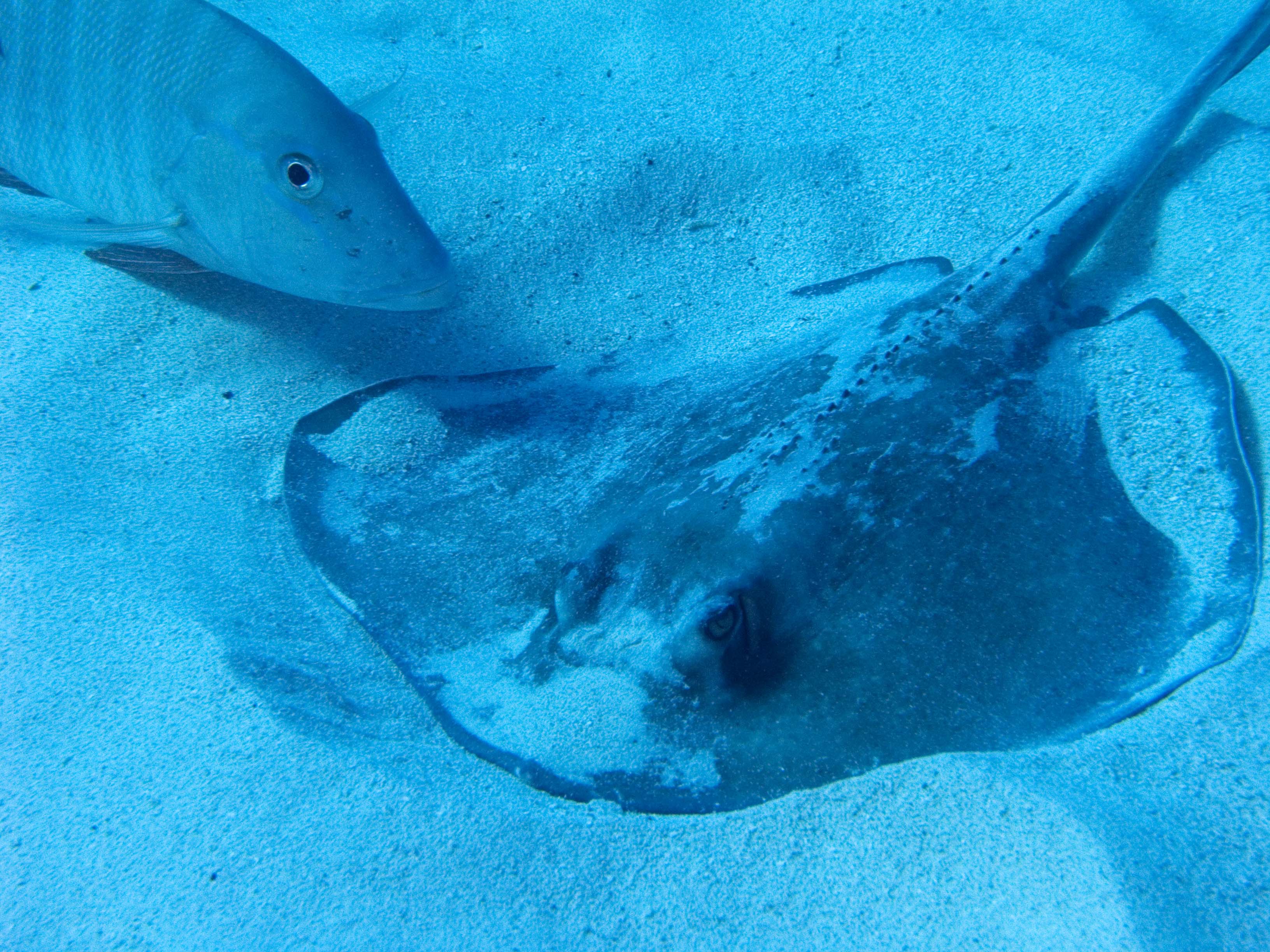 gal/LittleCayman07_2/StingRaySnapper1.jpg