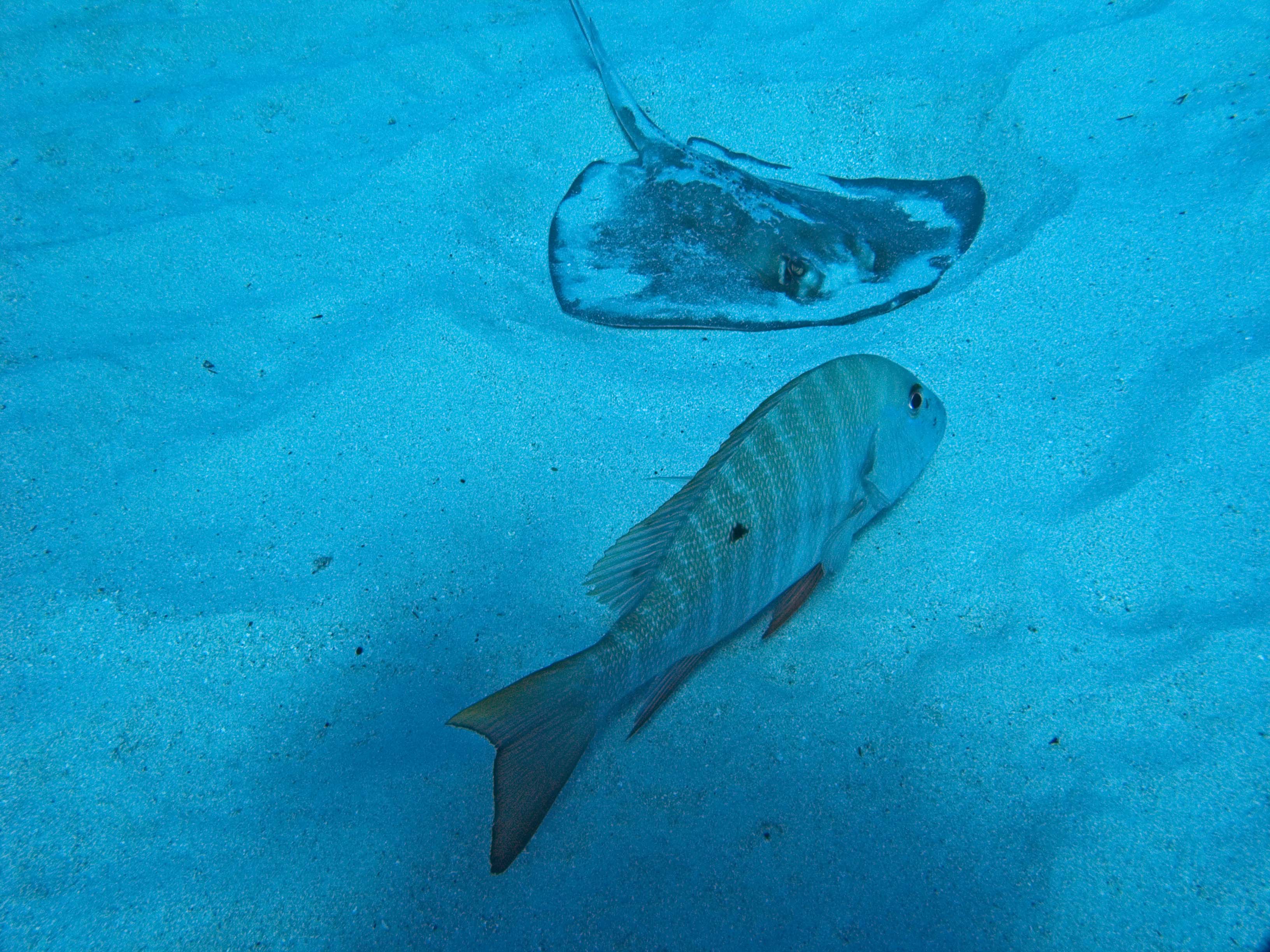 gal/LittleCayman07_2/StingRaySnapper3.jpg
