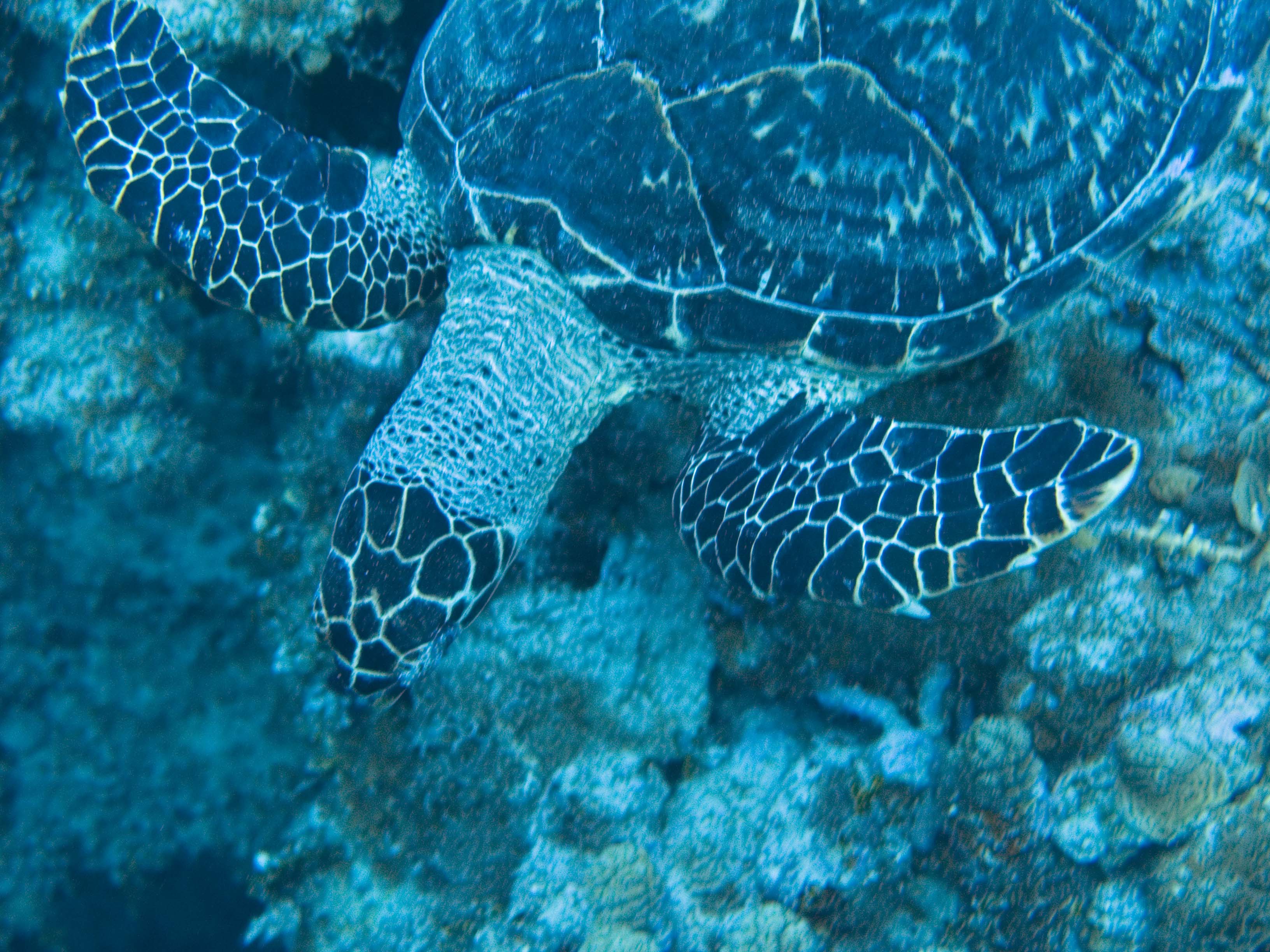 gal/LittleCayman07_2/Turtle1.jpg