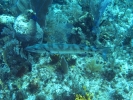 gal/LittleCayman07_2/_thb_Barracuda.jpg