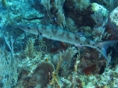 gal/LittleCayman07_2/_thb_Barracuda2.jpg