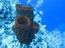 gal/LittleCayman07_2/_thb_BarrelSponge1.jpg