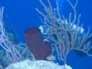 gal/LittleCayman07_2/_thb_BarrelSponge2.jpg