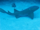 gal/LittleCayman07_2/_thb_NurseShark1.jpg